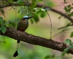 Eumomota superciliosa