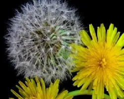 Taraxacum officinale 03
