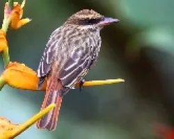Myiodynastes maculatus
