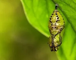 pupa