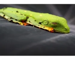 Agalychnis callidryas