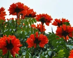 Arbol en flor I