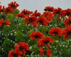 Arbol en flor II