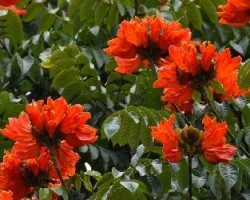 Arbol en flor III