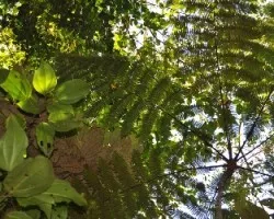 Bosque a contraluz I