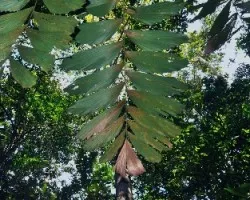 Bosque a contraluz II