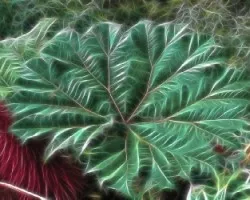 Fractal de sombrilla de pobre