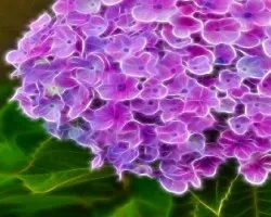 Hortencia en fractal