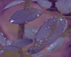 Ovalo de hojas de rosa