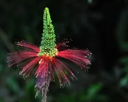 Belleza en el campo I