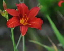 Belleza en el campo II