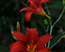 Belleza en el campo III