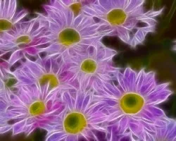 Poma fractal   II