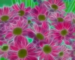 Poma fractal   III