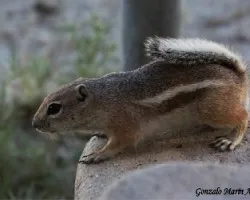 Ardilla de Don Gonzalo 