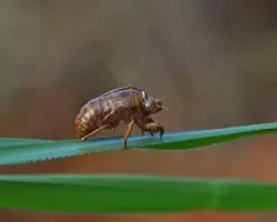 Muda de Chicharra II