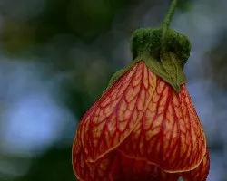 Campanita II