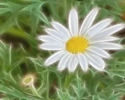 Ovalo fractal de margarita