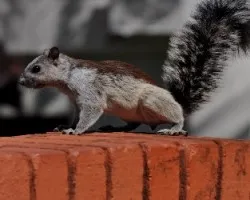 Ardilla infraganti....esta orinando