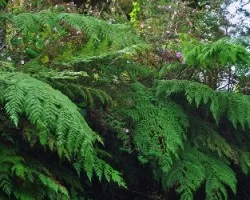 Paredón con Helechos I