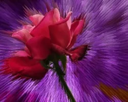 Rosa