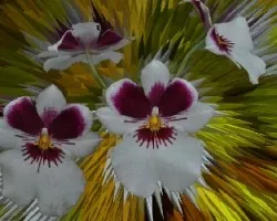 Orquideas