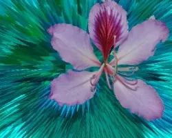 Flor Lila