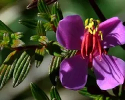 Monochaetum vulcanicum