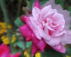 Rosa bicolor