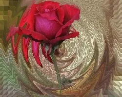 Botón de Rosa