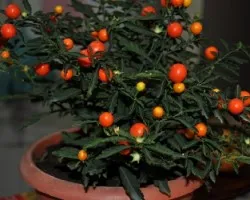 Chiles 