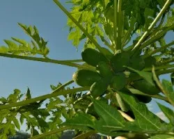 Papayas verdes