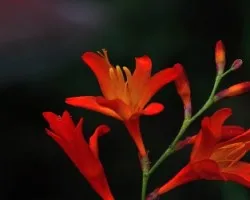 Florescita de las alturas