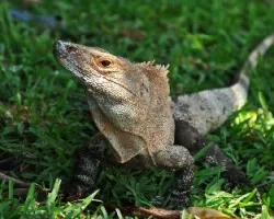 Iguana I