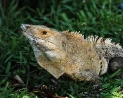 Iguana II