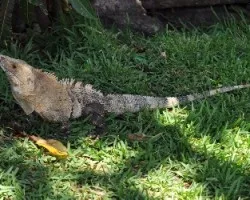 Iguana III