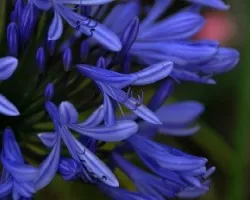 Flores I