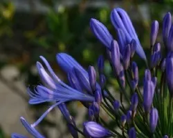 Flores II