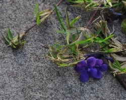 Flores III