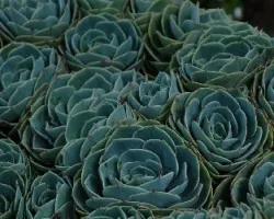 Plantas jóvenes de repollitos