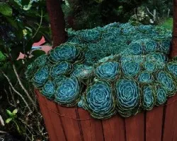 Repollitos en un macetero que simula un pozo
