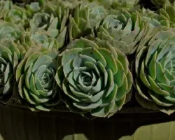Repollitos, plantas más viejas