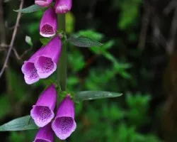 Campanitas I