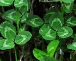 Hojas de trebol I