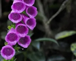 Campanitas IV