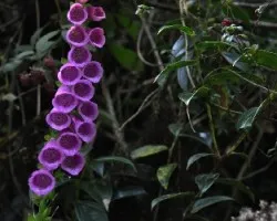 Campanitas V