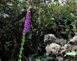 Así se ven las Campanitas en el bosque