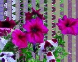 Petunias