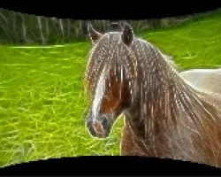 Caballo