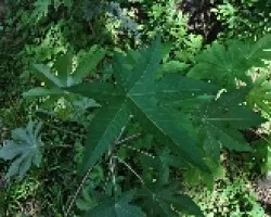 Higuerilla